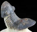 Arched Paralejurus Trilobite - Foum Zguid, Morocco #49895-2